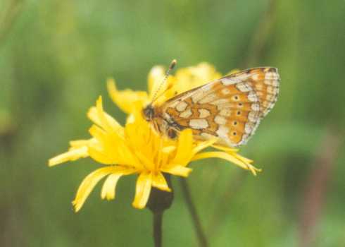 Euphydryas aurinia