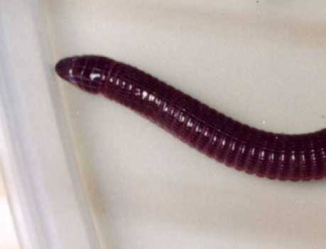 Blanus cinereus