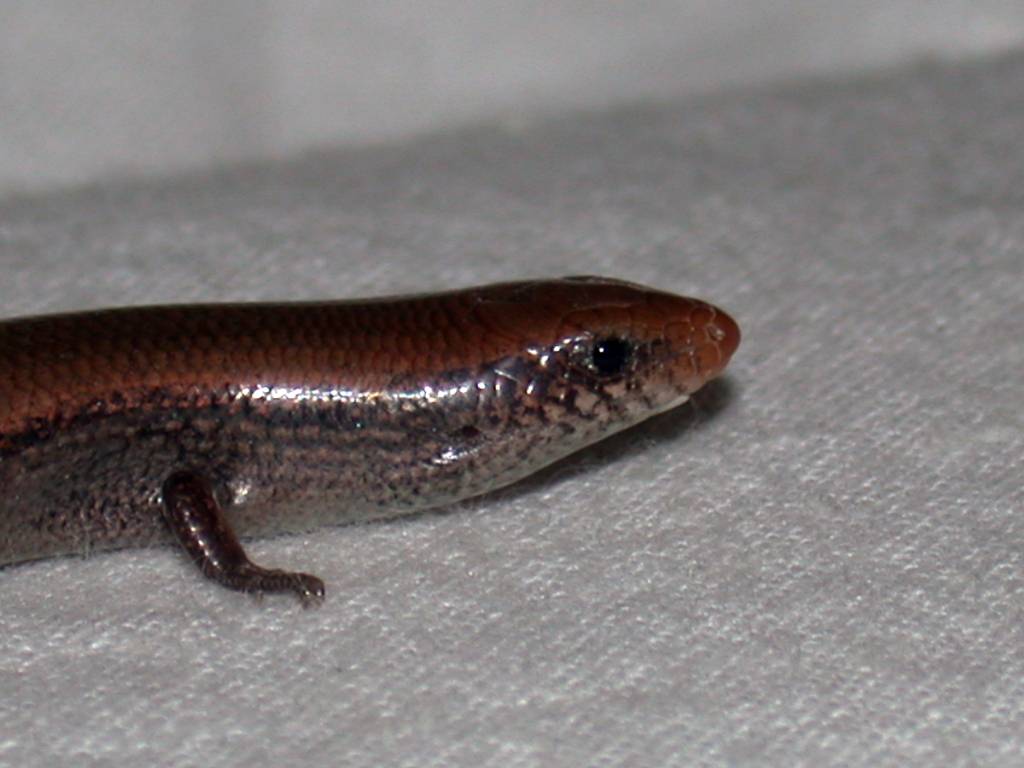 Chalcides bedriagai