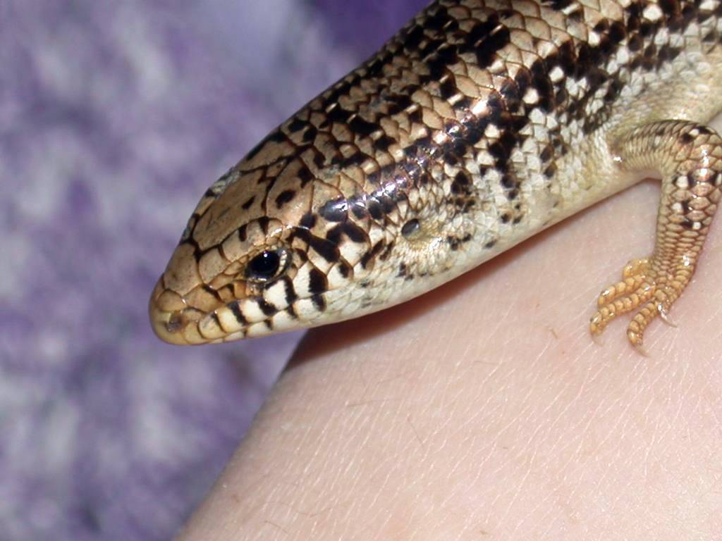 Chalcides ocellatus