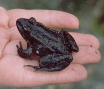 Rana esculenta