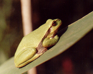 Hyla arborea