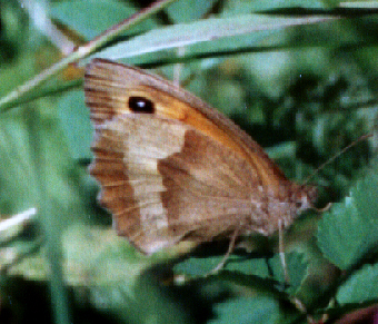 Maniola jurtina - female