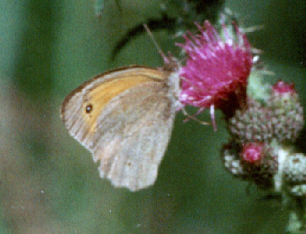 Maniola jurtina - male