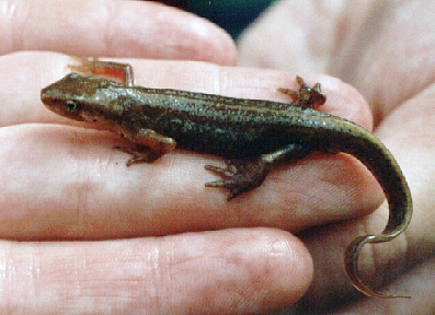 Triturus montandonni