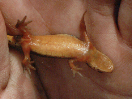 Triturus montandonni