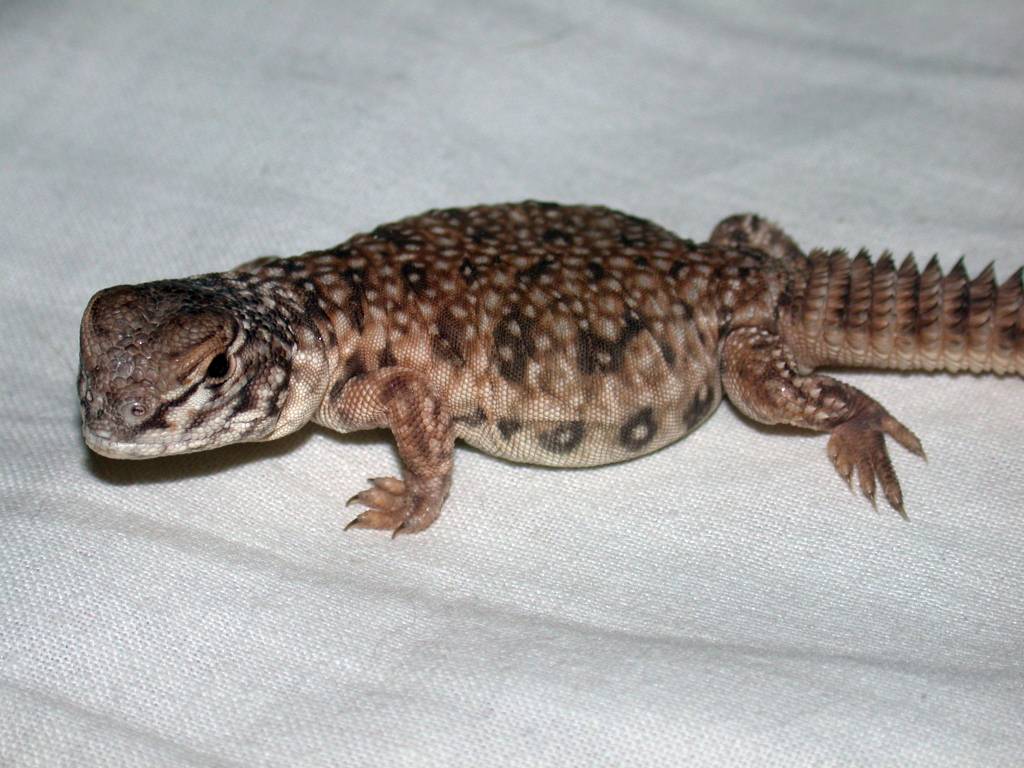 Uromastyx acanthinurus