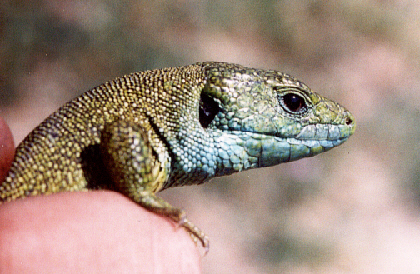 Lacerta viridis